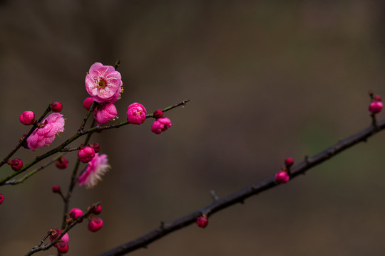 红梅