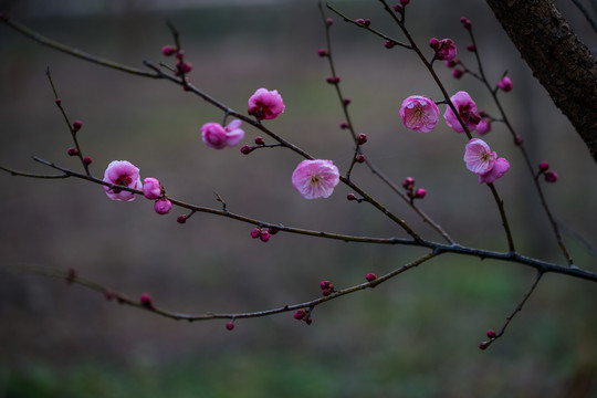 红梅