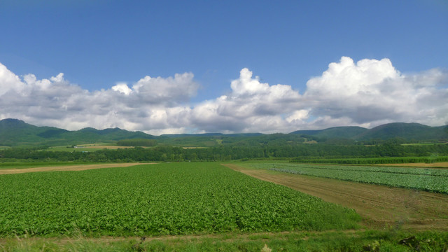 绿色田野