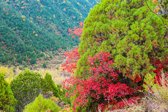 山西晋中石膏山