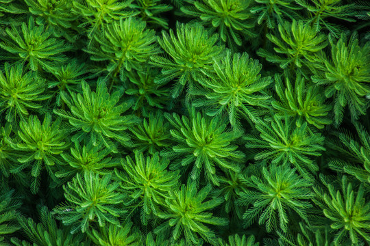 水生植物粉绿狐尾藻