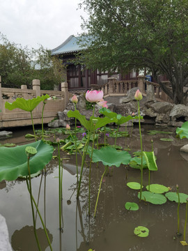 荷花池