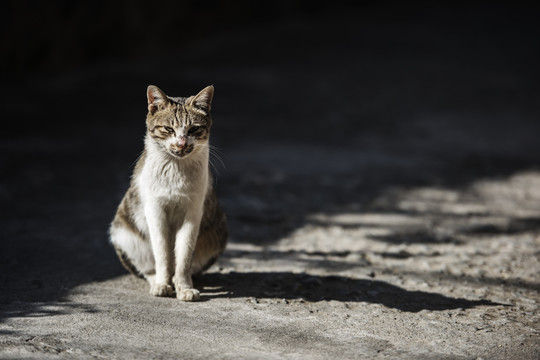 宠物猫