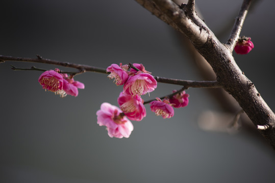 红梅花