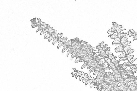 树叶轮廓素描
