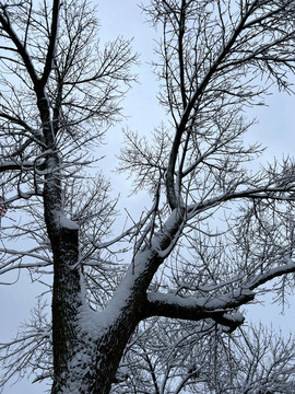 树枝积雪