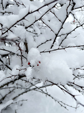 雪景