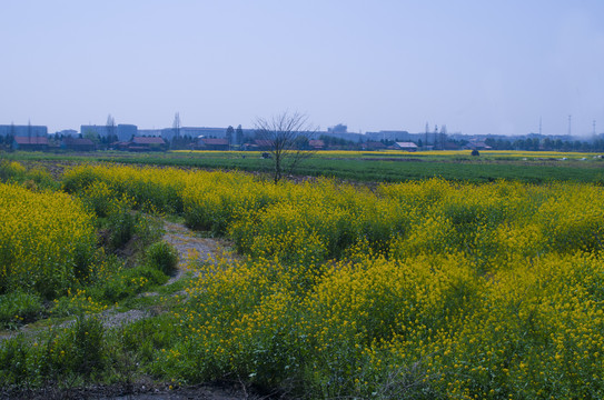 油菜花