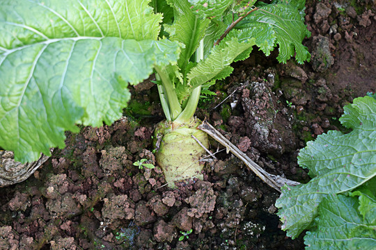 田地里的大头菜