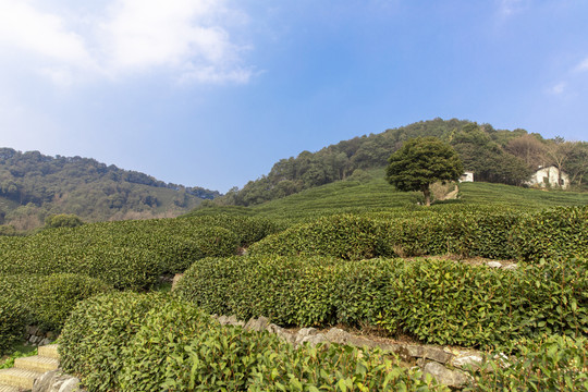 龙井茶叶种植基地