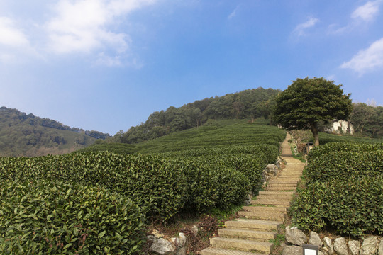 龙井茶叶种植基地