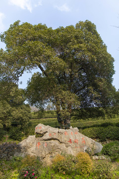 龙井茶叶种植基地