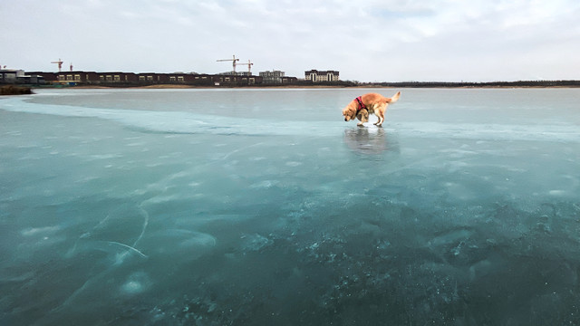 狗狗的冰上运动