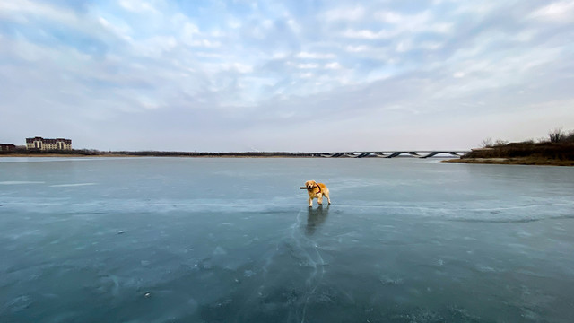 狗狗的冰上运动