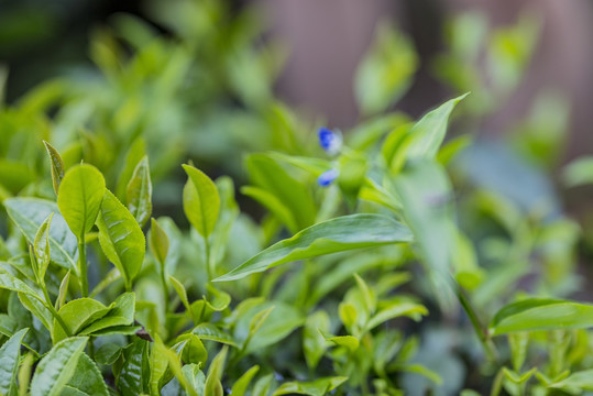 黄山毛峰有机茶生态茶