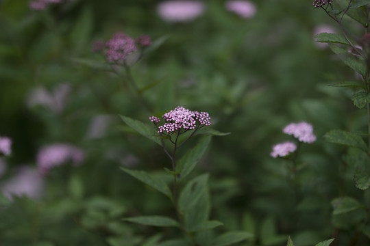 绣线菊