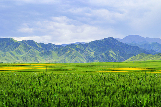 青海祁连山油菜花