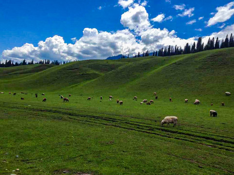 新疆那拉提大草原羊群