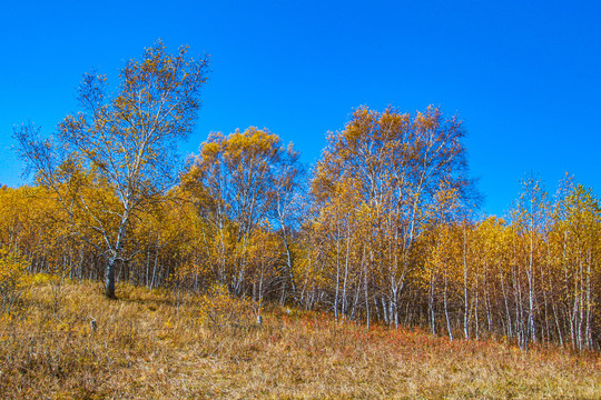 内蒙古克什克腾地质公园白桦林