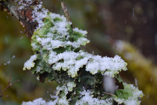 川西高原丛林积雪和地衣