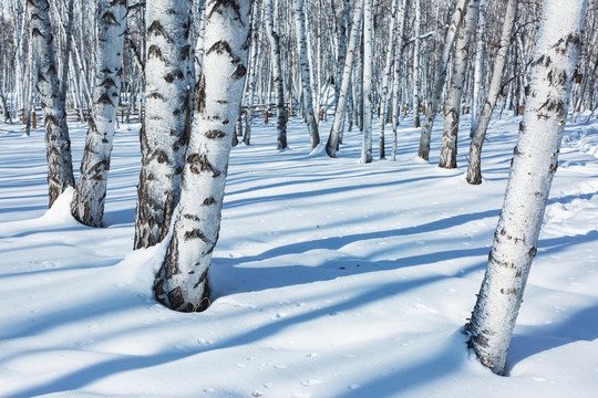 冬雪白桦树林