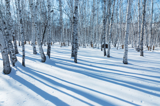 雪地光影白桦树林