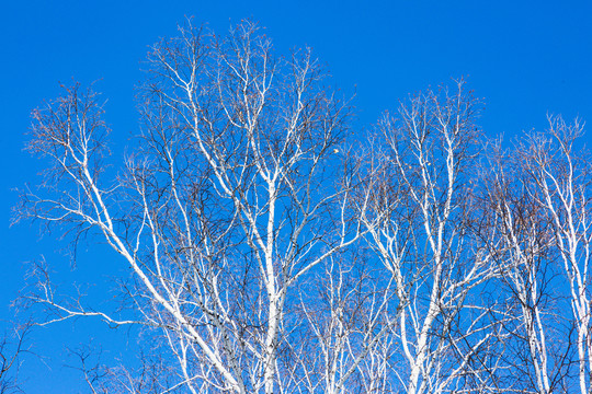 蓝天树枝白桦树