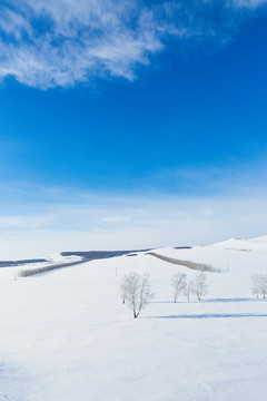 冬季雪原白桦树