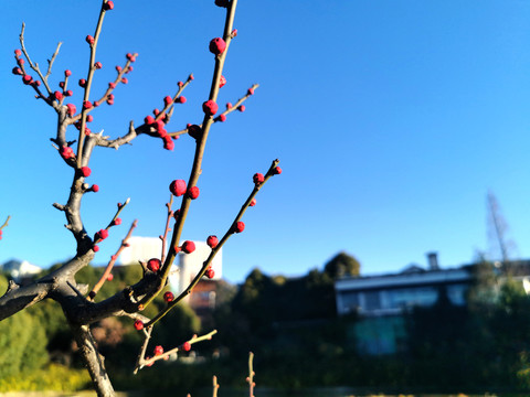 盆景老桩红梅寒梅梅花