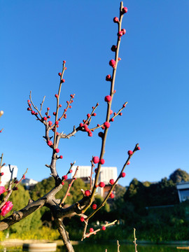 盆景老桩红梅寒梅梅花