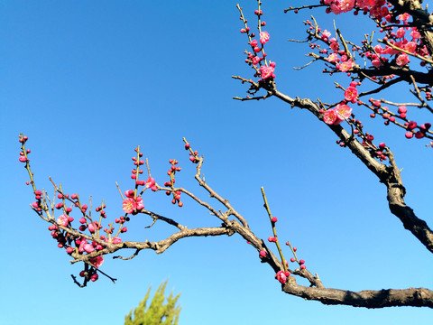 盆景老桩红梅寒梅梅花