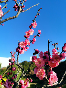 盆景老桩红梅寒梅梅花