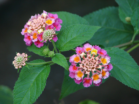 马缨丹的花期