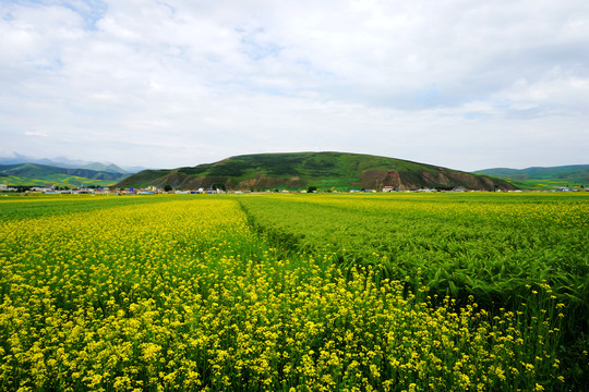 门源圆山观花台