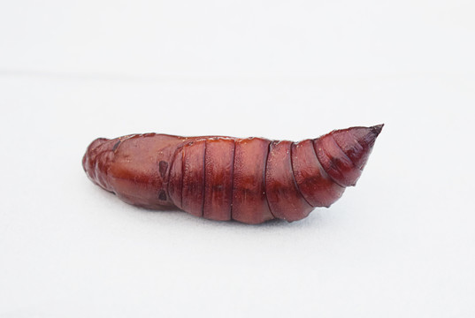 蛹蛾蛹蝶蛹虫蛹