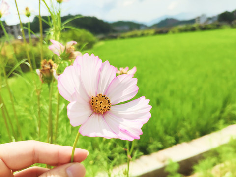 手拿花向阳花