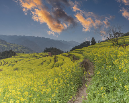 宜宾屏山中都油菜花自然风光