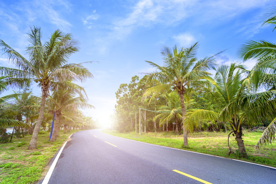 海边椰林公路