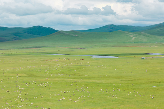 夏季草原牧场河流羊群牛群