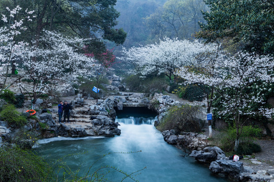 杭州太子湾公园春色