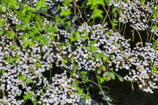 杭州花港观鱼公园春色