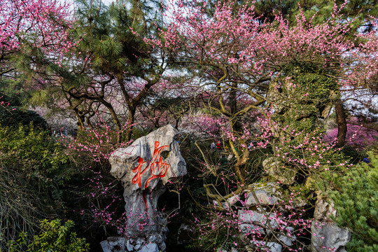 杭州灵峰探梅