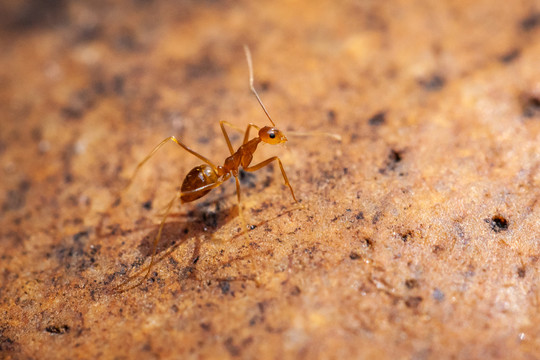 一个小蚂蚁