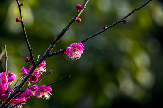 梅花