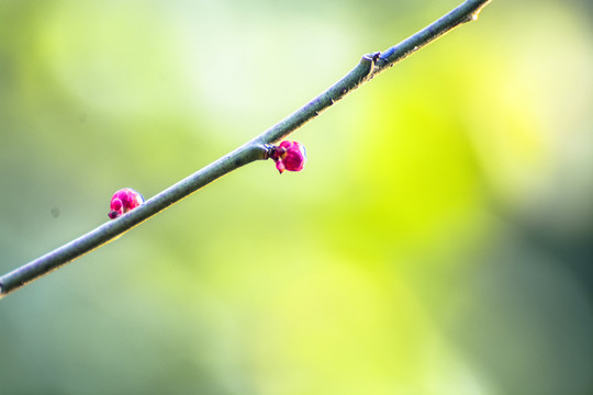 梅花