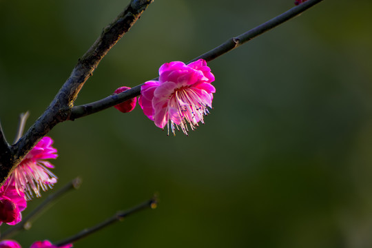 梅花