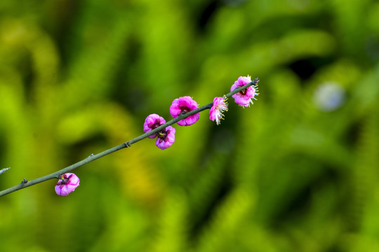 梅花