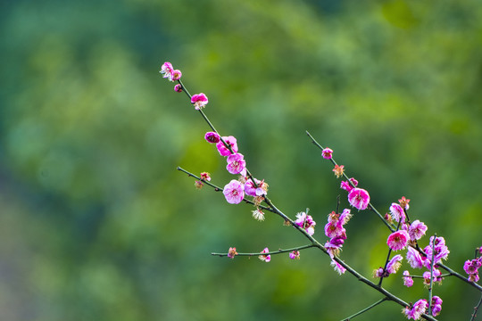 红梅花