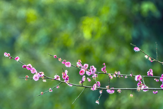 梅花