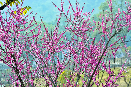 梅花林